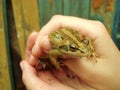 Frog in the hands. A green toad from warts. Beliefs Royalty Free Stock Photo