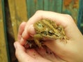 Frog in the hands. A green toad from warts. Beliefs