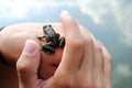 Frog on Hands