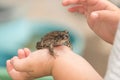 Frog or toad in the hands of a young child