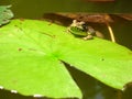 Frog Hanging On