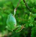 Frog hanging