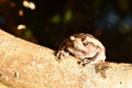 Frog hanging on border of clay blister at garden Royalty Free Stock Photo