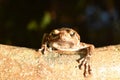 Frog hanging on border of clay blister at garden