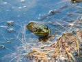 A Frog Hanging Out In The Water.