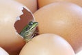 A frog is hatched from a hen egg Royalty Free Stock Photo