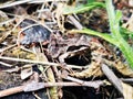 Frog hidden between brown leaves Royalty Free Stock Photo