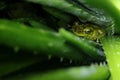 Frog hiding between Aloe Vera plant leaves