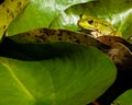 Frog hiding behind lily pad on pond Royalty Free Stock Photo