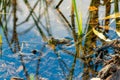 Frog hiding in a lake or pond camouflaged in sticks and aquatic plants with reflective water surface and green texture Royalty Free Stock Photo