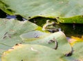 Frog hiding under leaves Royalty Free Stock Photo