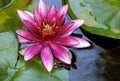 Frog Hiding Under Pink Water Lily Flower Royalty Free Stock Photo