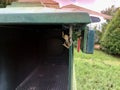 frog holding on to the side of a mailbox Royalty Free Stock Photo
