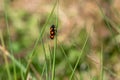 Frog hopper insect, Cercopoidea, on a grass leaf Royalty Free Stock Photo