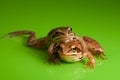 Frog hug Royalty Free Stock Photo