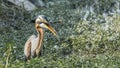 Frog Hunt : Ardea purpurea or the Purple heron Royalty Free Stock Photo