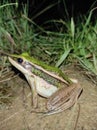 Frog (Hylarana erythraea) Royalty Free Stock Photo