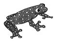 Frog illustrated in zentangle