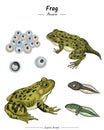 Frog illustration package