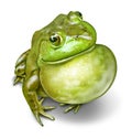 Frog Inflated Throat Royalty Free Stock Photo