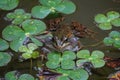 Frog with Inflated Vocal Sacs in a Pond