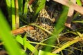 Frog with irregular drawings of brown tones in the river ulla, galicia