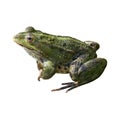 Frog isolated Royalty Free Stock Photo