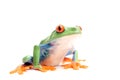 Frog isolated on white Royalty Free Stock Photo