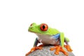 Frog isolated on white Royalty Free Stock Photo