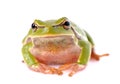 Frog isolated on white background Royalty Free Stock Photo
