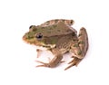 Frog isolated on white background Royalty Free Stock Photo