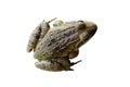 A frog isolated white background Royalty Free Stock Photo