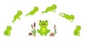 Frog jump. Animation of jumping animal, green cartoon frogs desogn. Aquatic toad in swamp with reeds. Wild neoteric