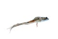 Frog jump isolated Royalty Free Stock Photo