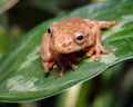 Frog in jump position on a green leaf Royalty Free Stock Photo