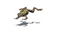 Frog jumps forward with shadow on the floor Royalty Free Stock Photo