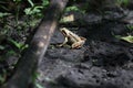 Frog in Kampinos National Park