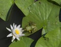 Frog kissing lilly flower colors