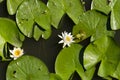 Frog kissing lilly flower colors Royalty Free Stock Photo