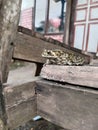 Frog kolong Indonesia reftile
