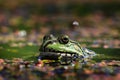frog with lake looking into the camera lens Royalty Free Stock Photo