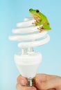 Frog on lamp Royalty Free Stock Photo