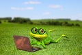 Frog with a laptop on the grass