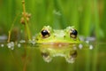 a frog laying eggs in a pond