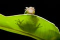 Frog on leaf Royalty Free Stock Photo