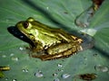 Frog on leaf Royalty Free Stock Photo