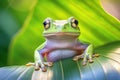 Frog on leaf. Close-up of an Australian green tree frog. Royalty Free Stock Photo