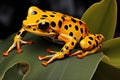 Frog on leaf. Close-up of an Australian green tree frog. Royalty Free Stock Photo