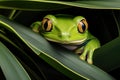 Frog on leaf. Close-up of an Australian green tree frog. Royalty Free Stock Photo