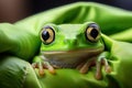 Frog on leaf. Close-up of an Australian green tree frog. Royalty Free Stock Photo